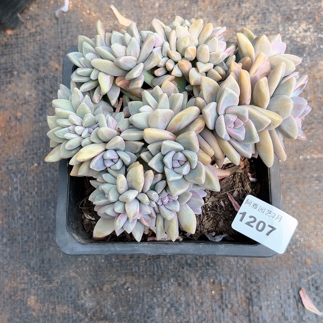 阿雅园艺。    1207