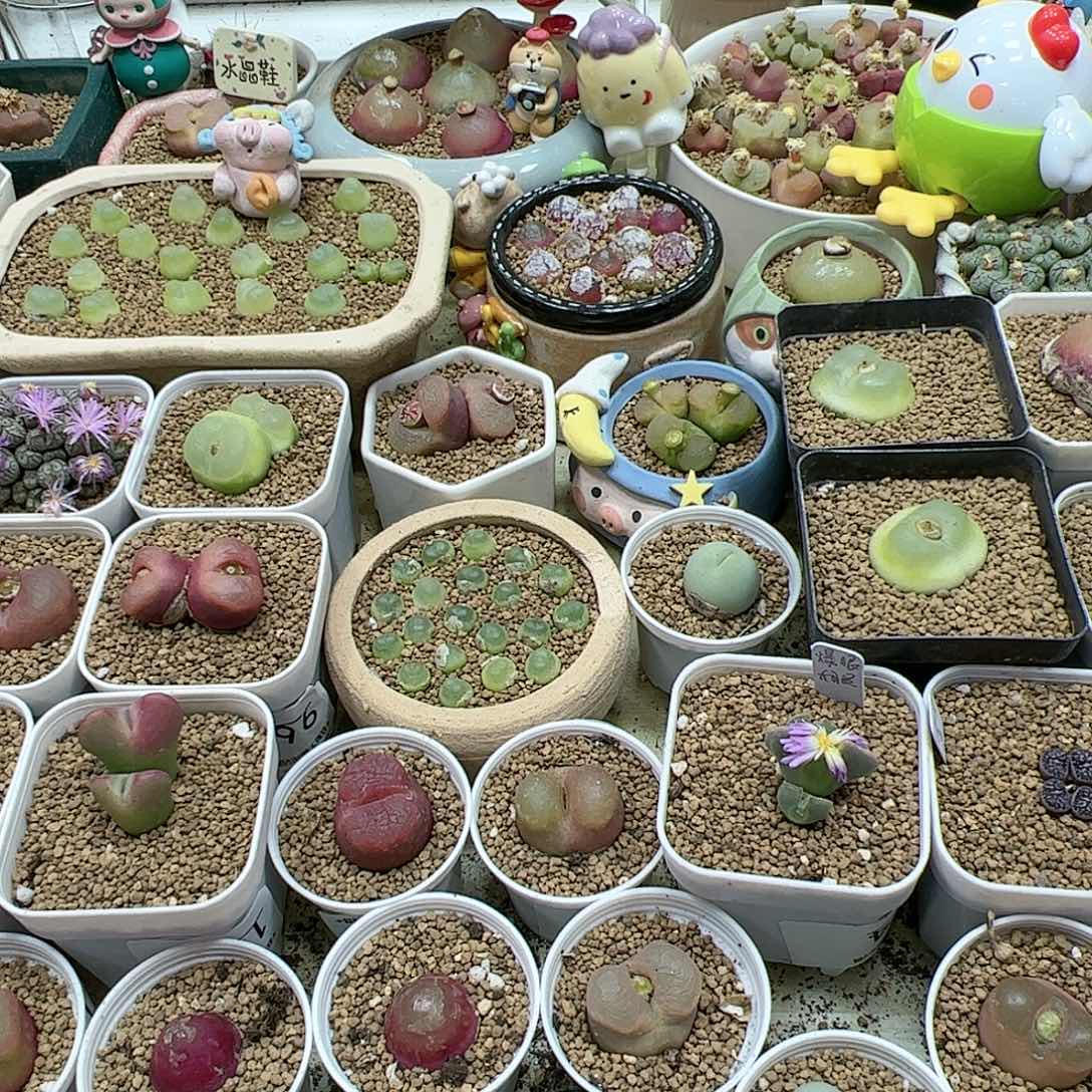 【闪购商品】小*鸡192 一起