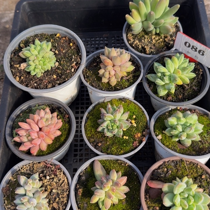 086多肉植物一物一拍