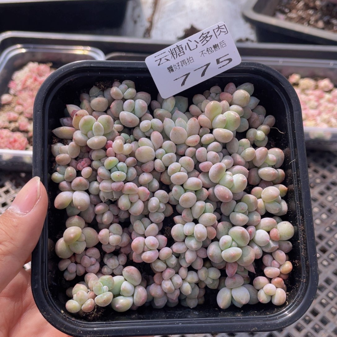 云糖心多肉植物775