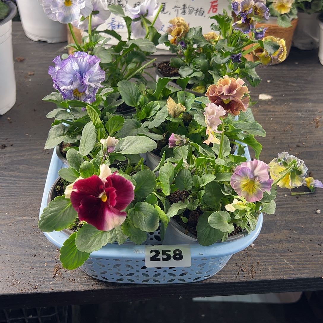 大部分花苞少量开放258号