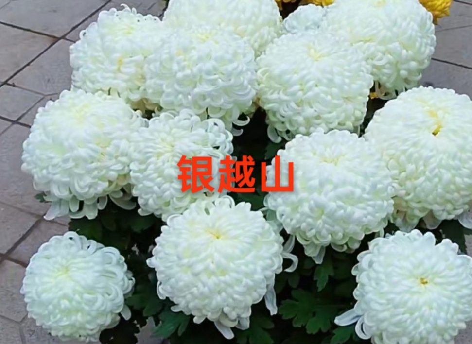 大苗国华银越山菊花耐寒耐热阳台庭院地栽