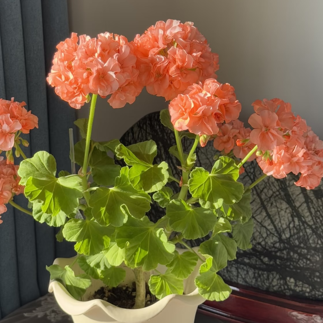 【再见梦想】直立-天竺葵包邮