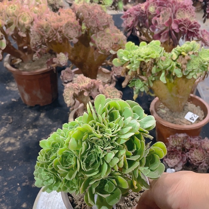 993绿玫瑰朵朵裂口丛林