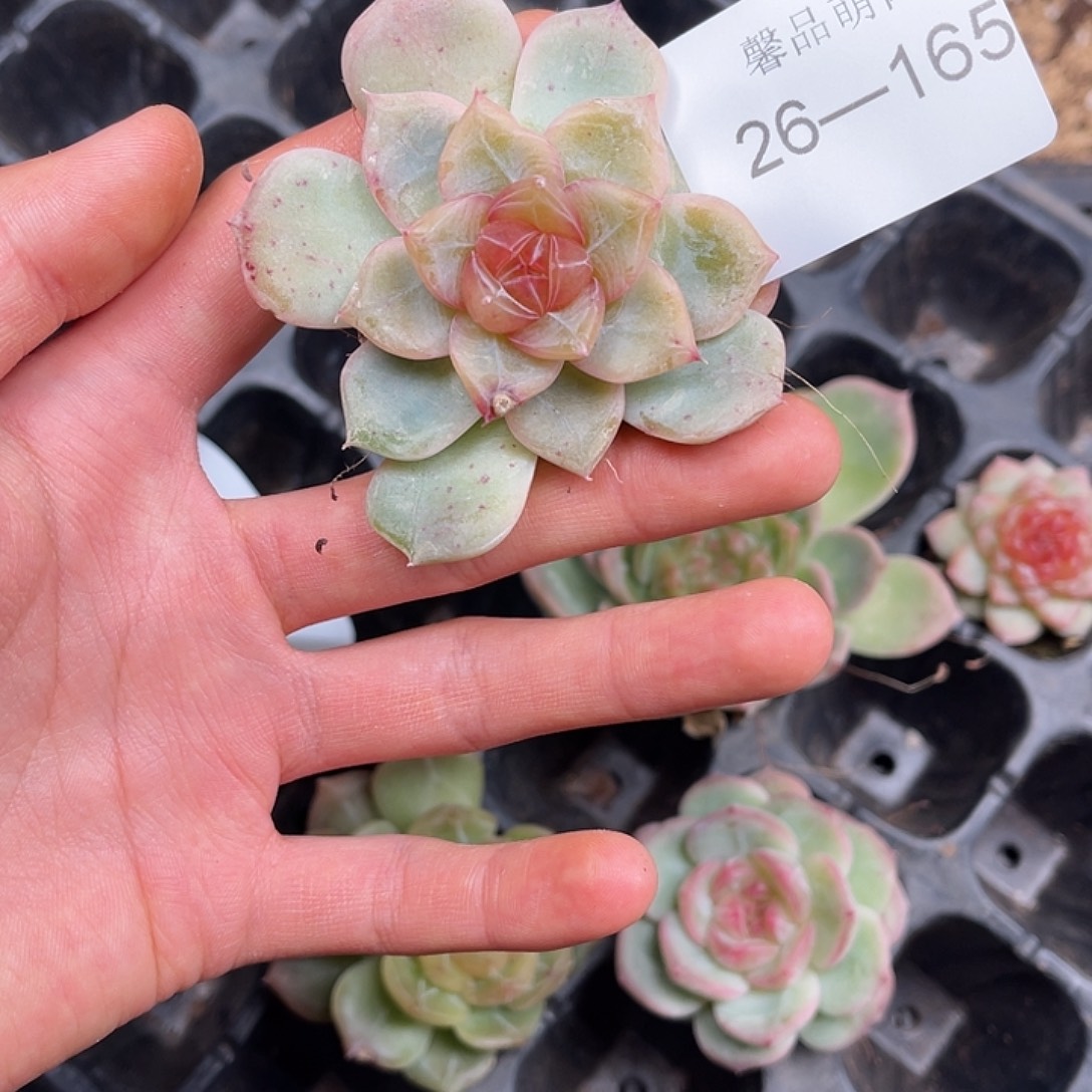 多肉一物一拍26-165