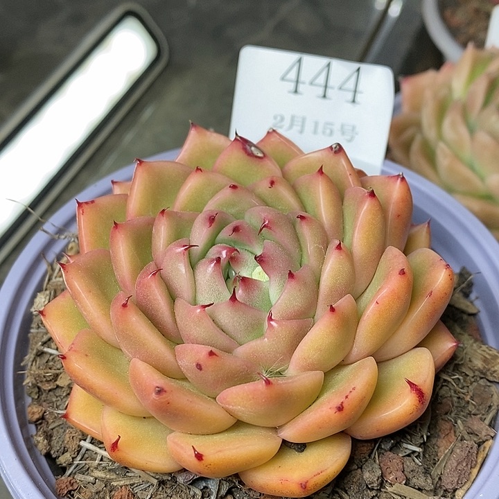 【闪购商品】云444