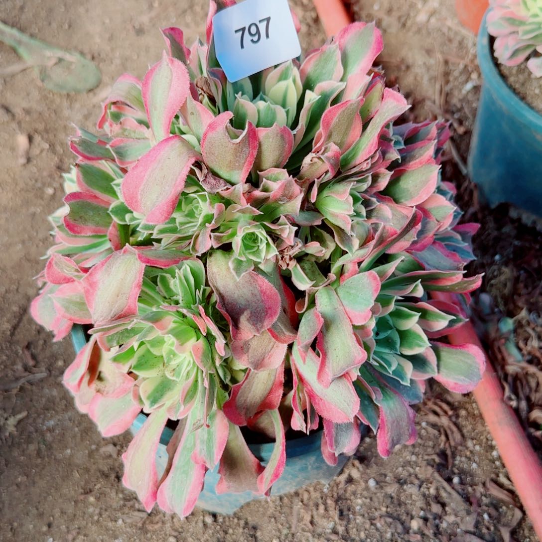 白凤法师多肉797