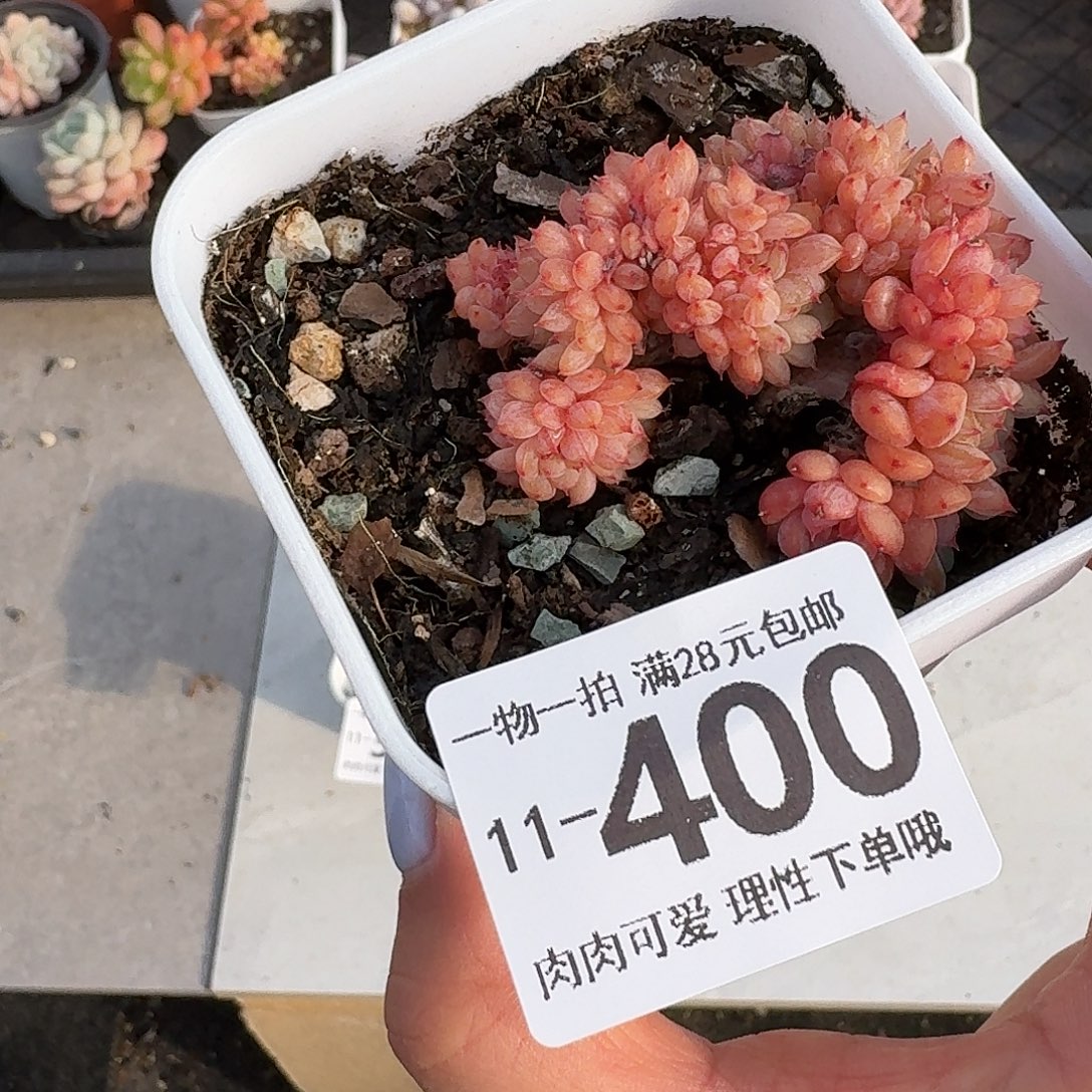 白胖子缀化无盆土发货无盆