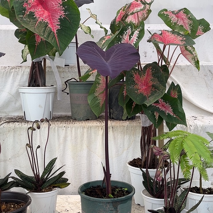 无花朵黑魔法菜叶芋