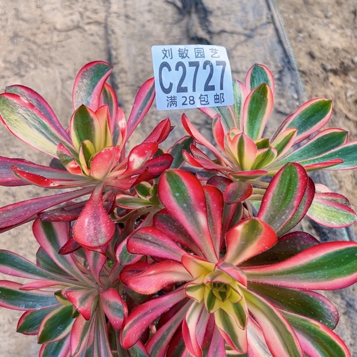 2727多肉植物法师无毒锦法师