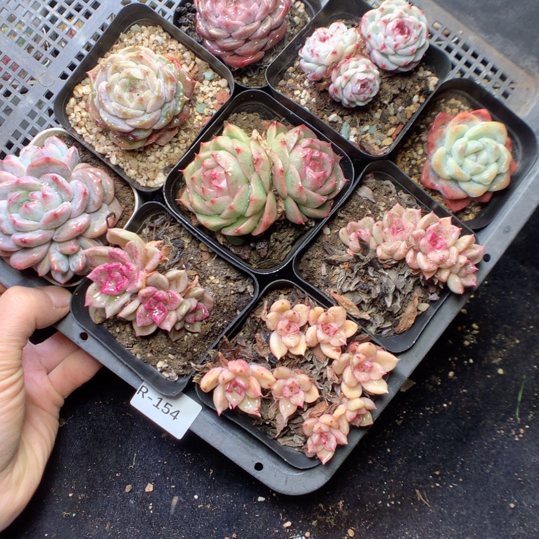 无花朵R154。yyyyyyyyy