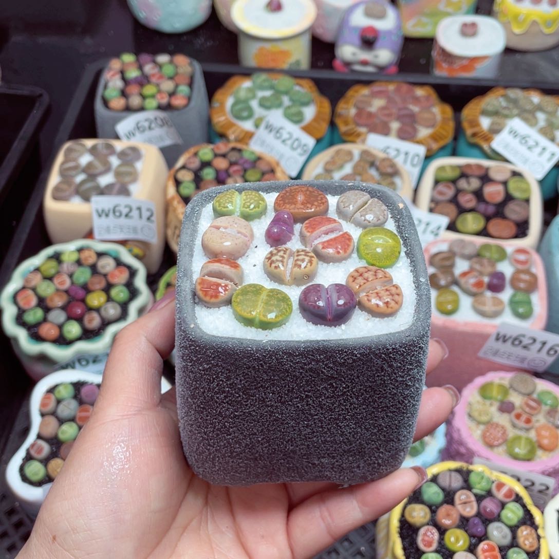 w6229 -零下地区保温箱-15支持寄养