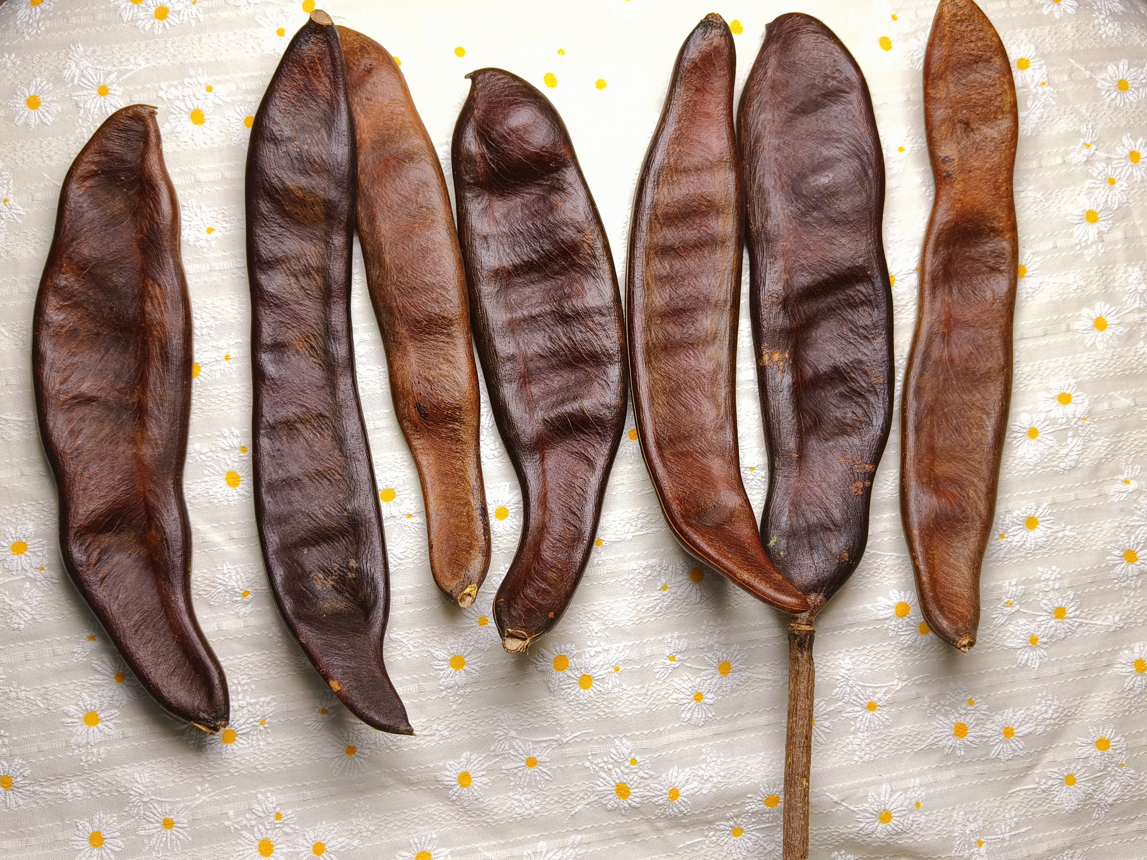 凤凰木标本种子DIY装饰挂画