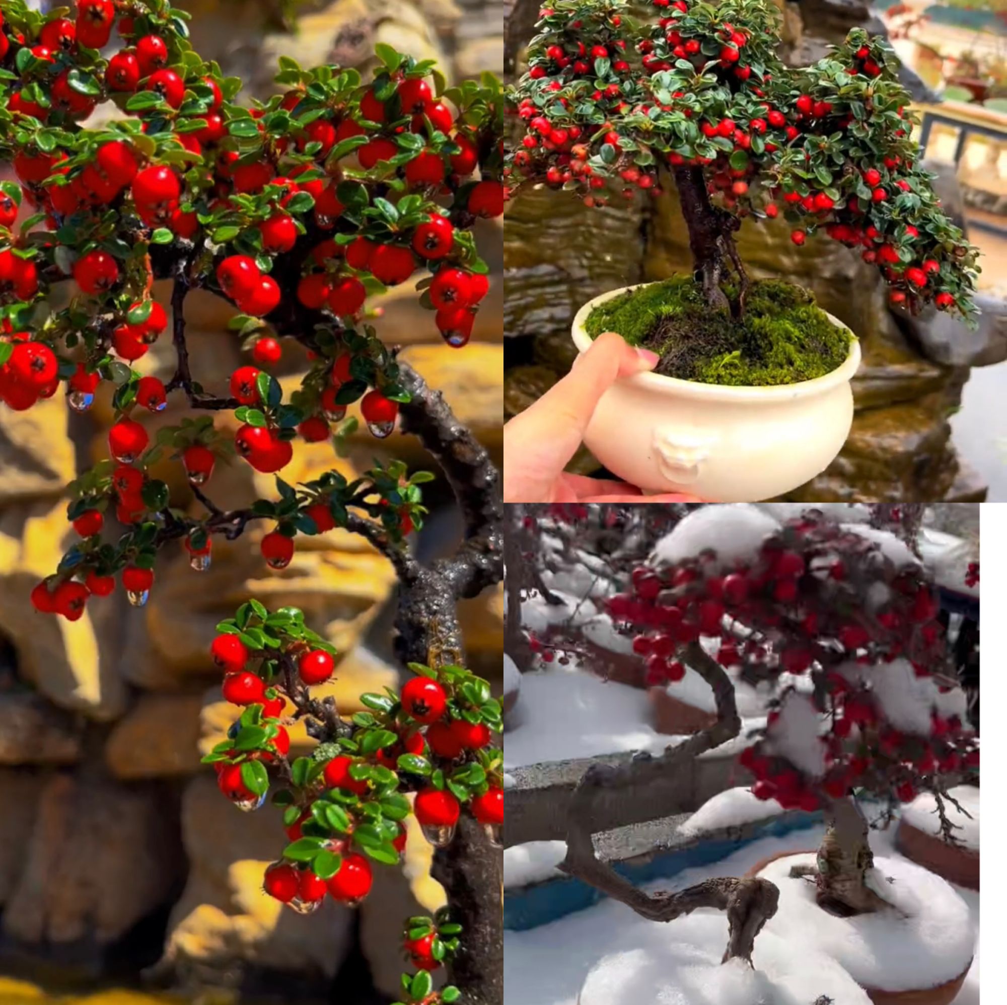 白花小桃红玫瑰红荀子2颗含盆高10-30左右尺寸
