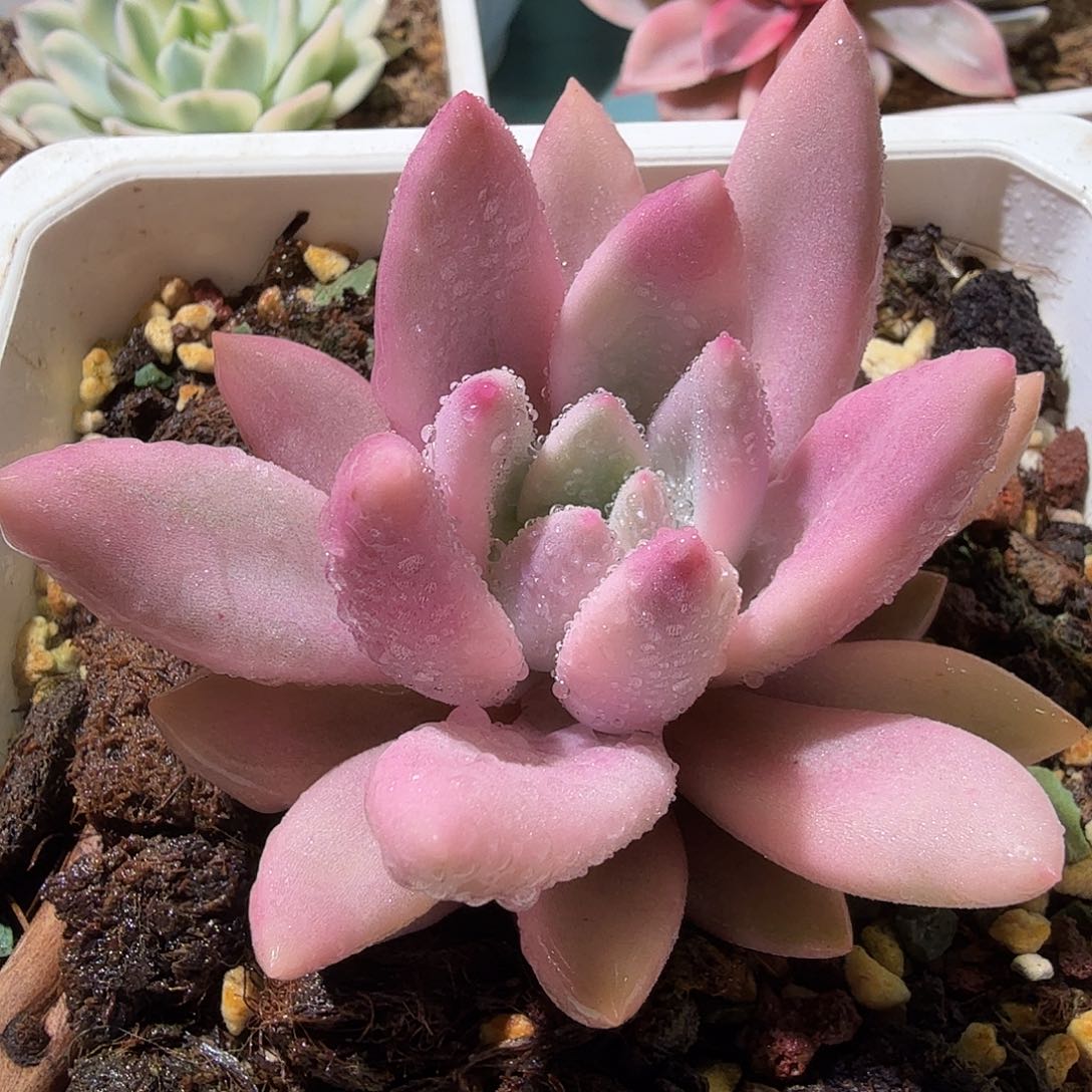 桃花源锦，多肉植物