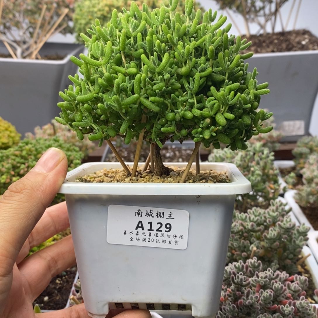 129蜜橘糖球枝干