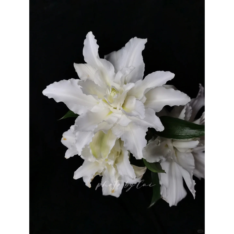 【白天使】重瓣香水百合 一单包邮 云南鲜花昆明基地现采现发