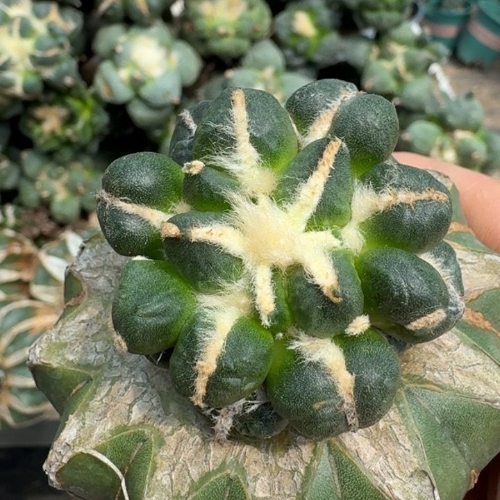 【闪购商品】无花朵葡萄蛋蛋097