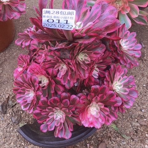 22-11同白多肉植物