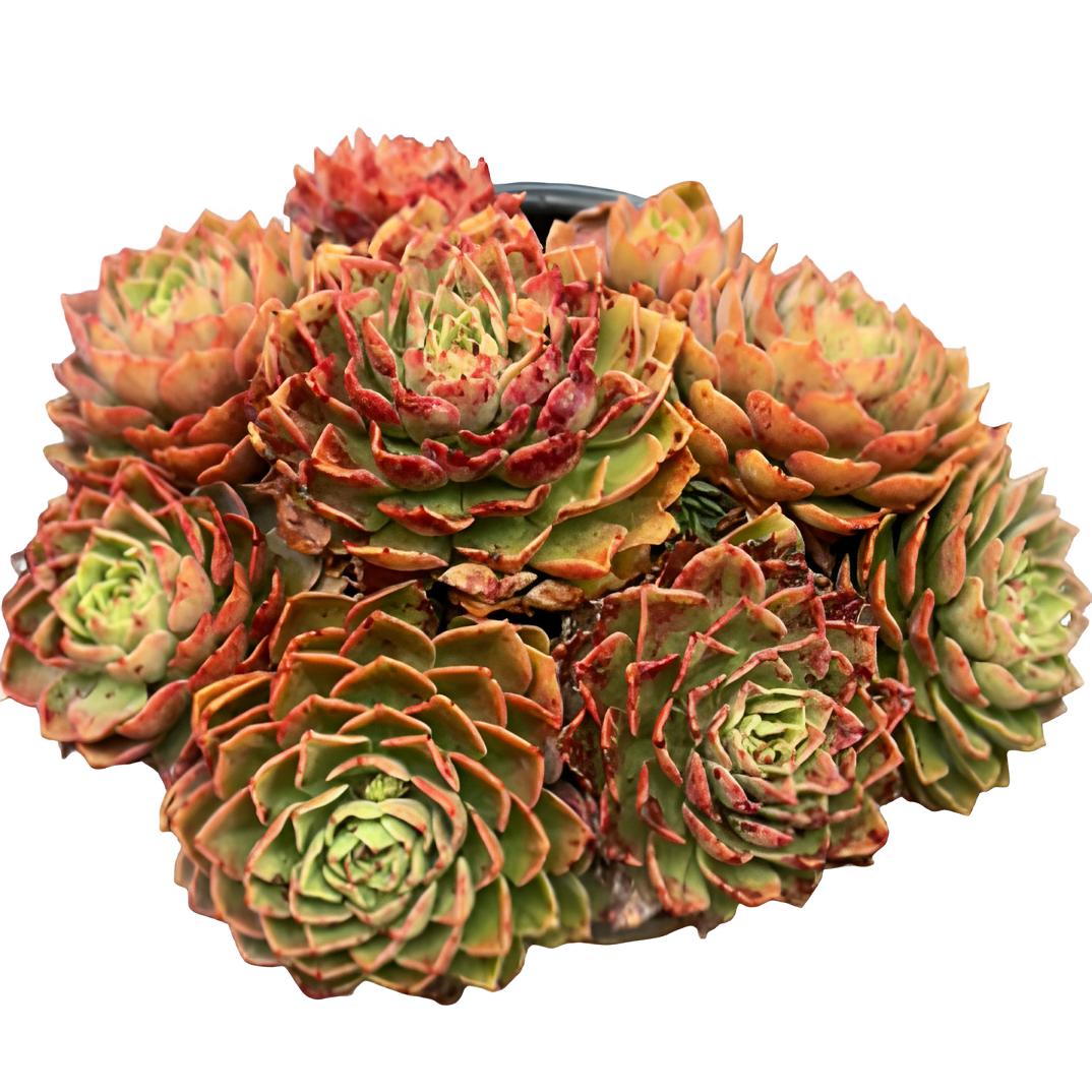 贝拉多娜（土球发货20cm）玫瑰多肉植物高档韩货手捧花群生老桩