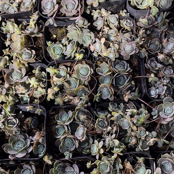 子持莲花带盆土发