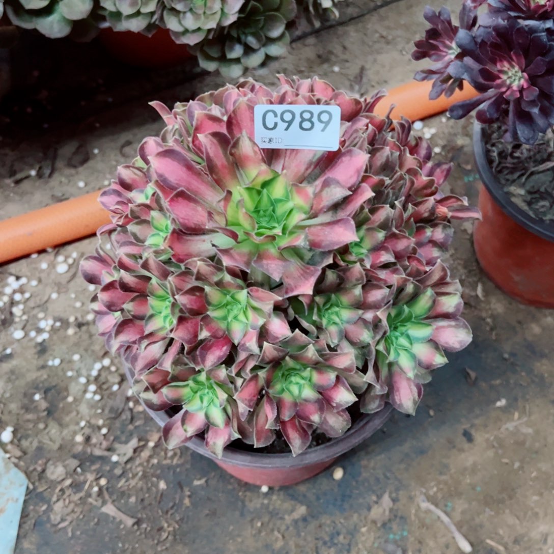 989韶华多肉植物法师