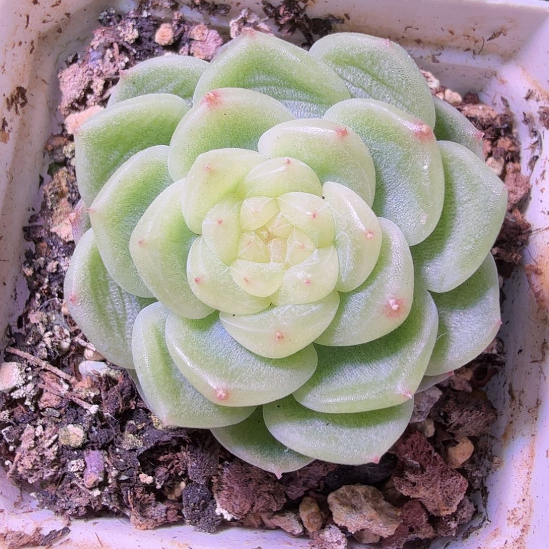 查***斯财富密码开播福利
