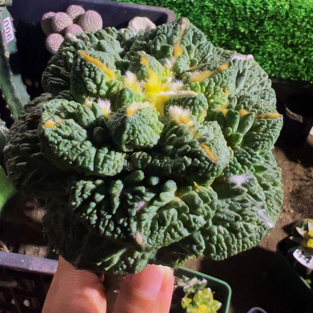 无花朵大尤龟甲牡丹671