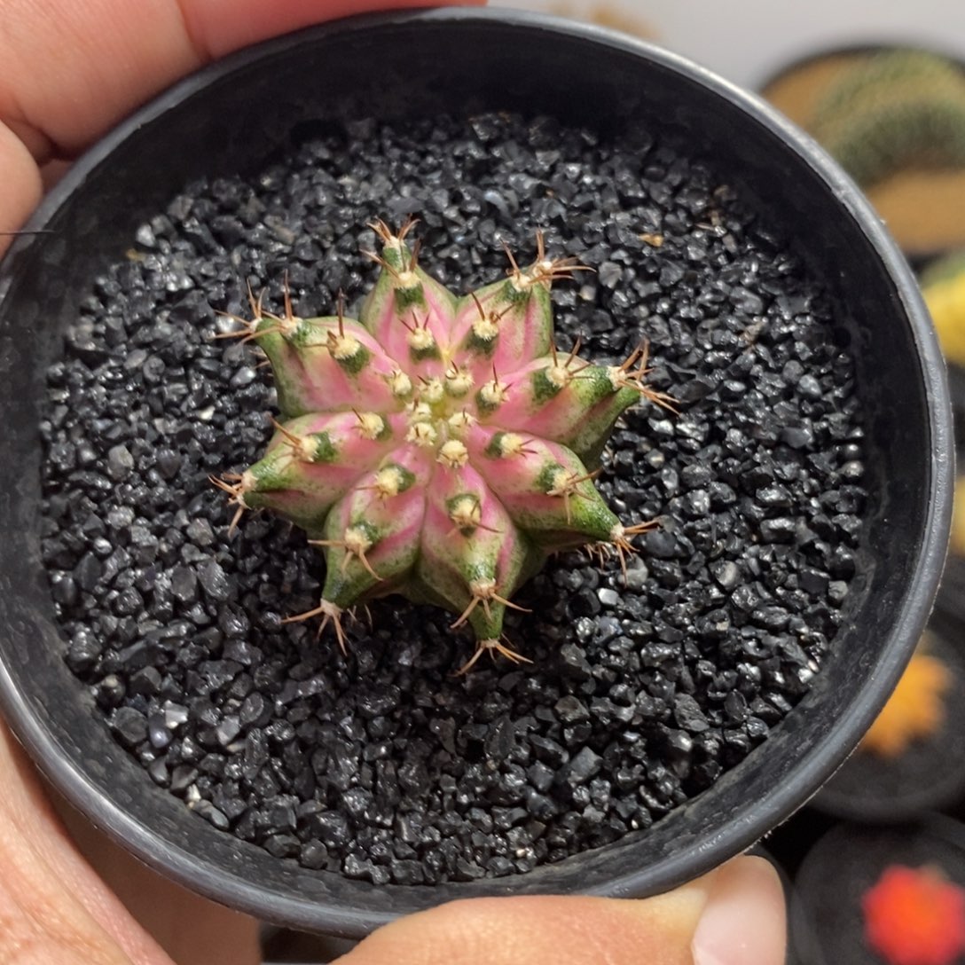 实生海神—脱土发货10