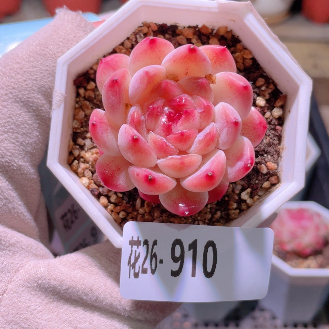 花利美26-910秘境冰魄