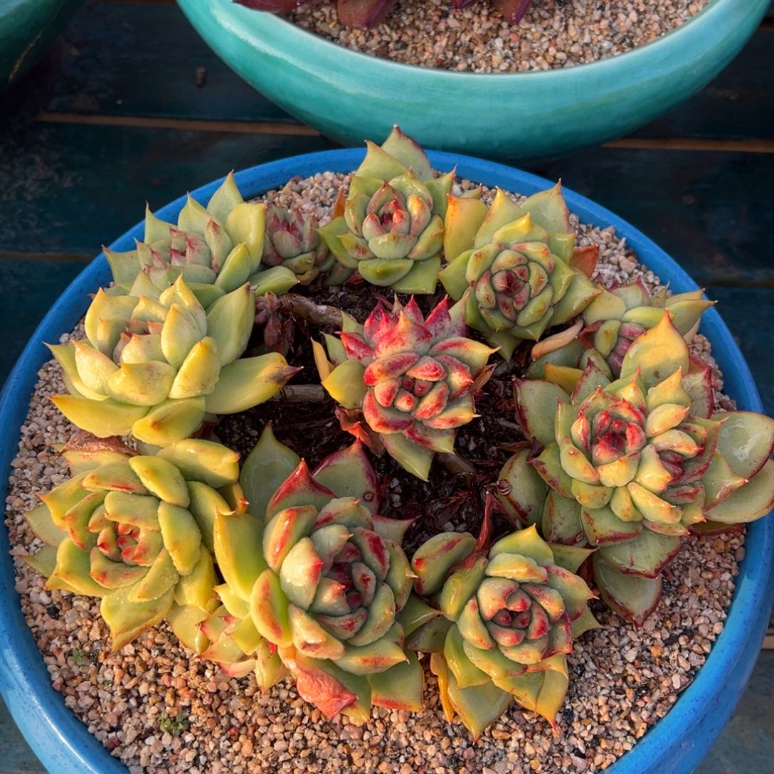 从前慢多肉精选编号0114.9999