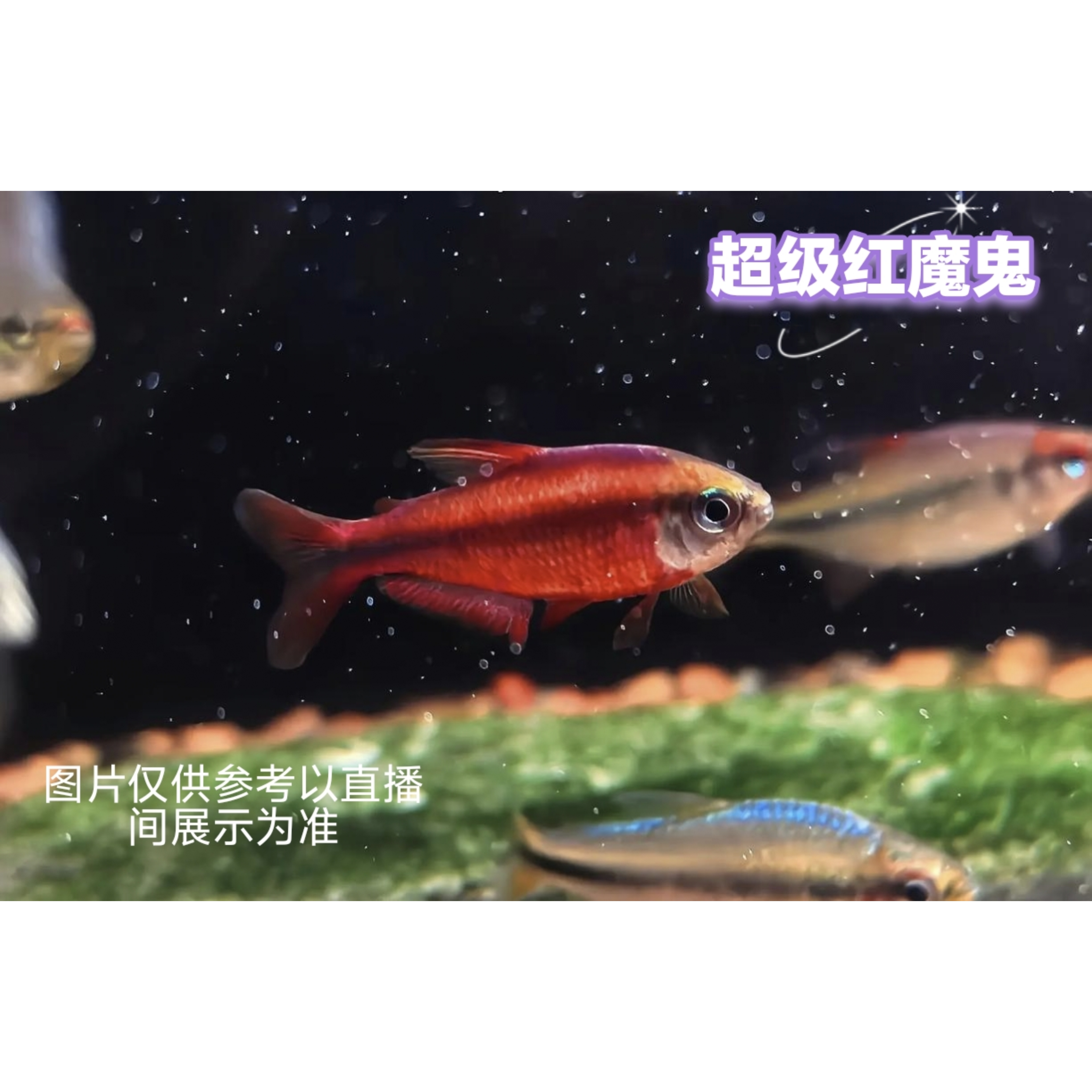 戏水小鱼 超级红魔鬼热带观赏鱼活体发货