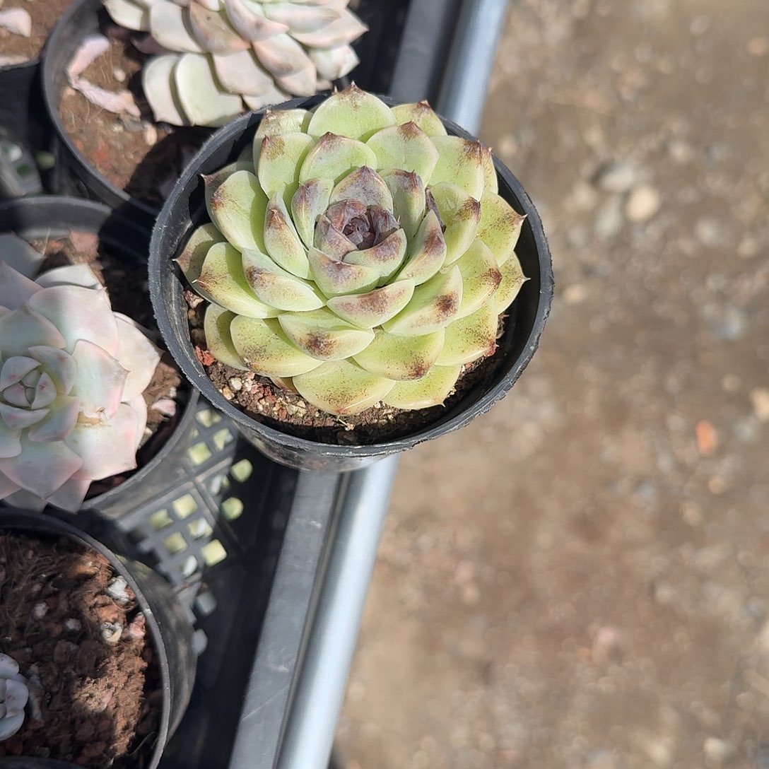 溏心晚霞多肉植物