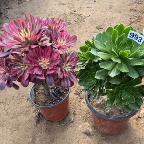 993，2颗多肉法师