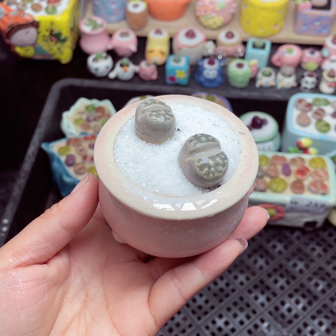 w9261 带盆土发货-零下地区拍保温箱