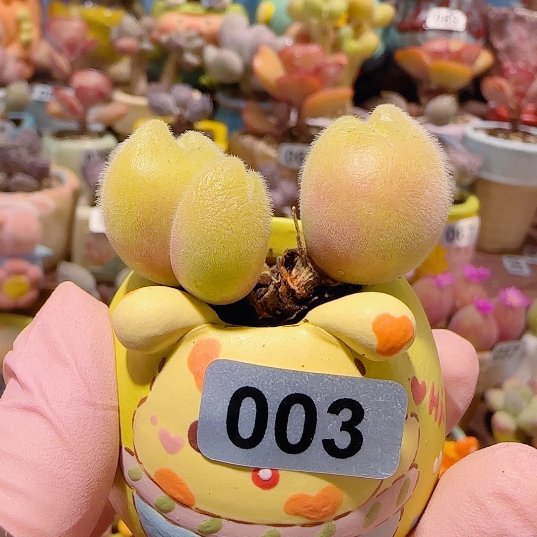 T一家三口蟹钳毛翠盆口2.5cm