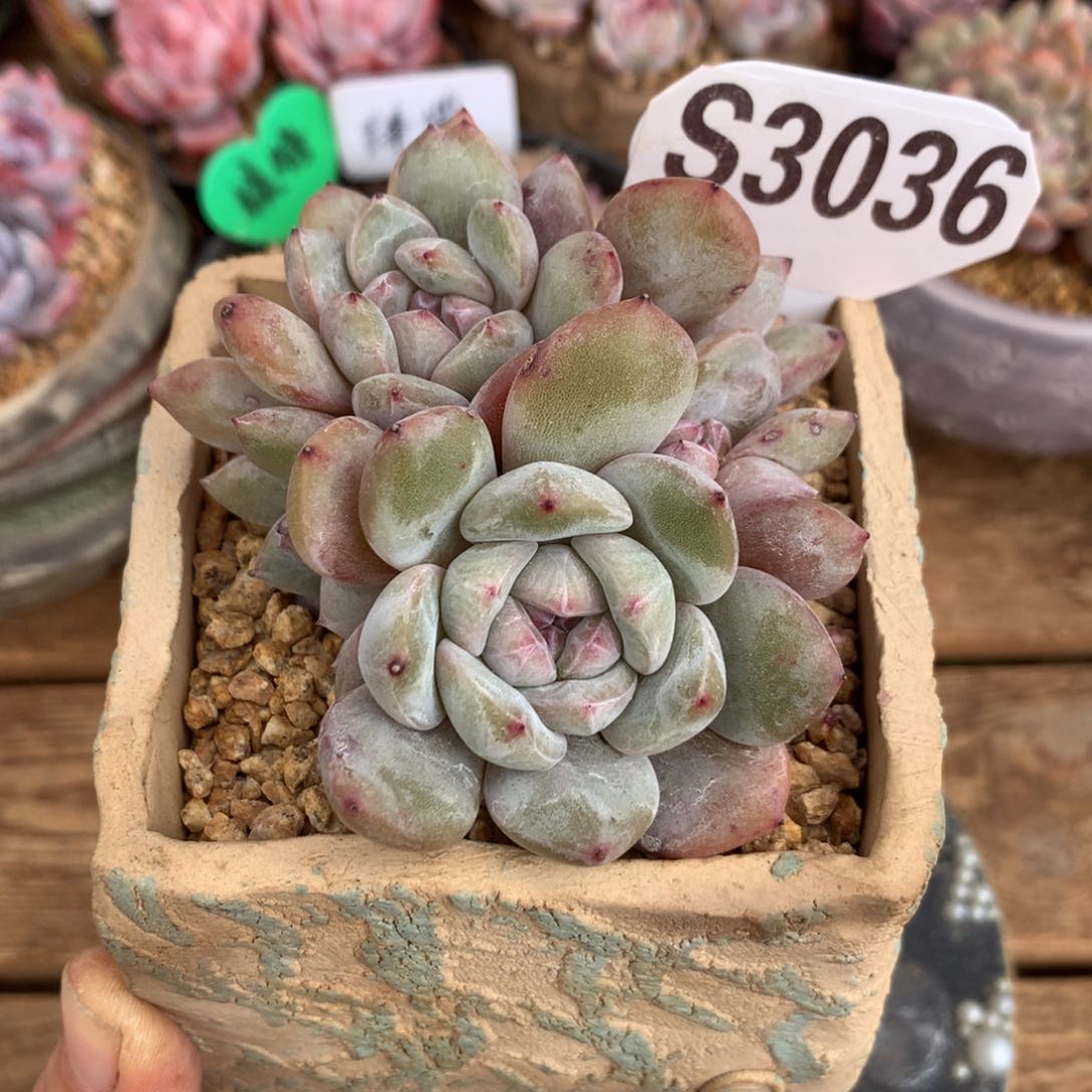 S3036 星影石榴籽紫心 多头福利 开播福利