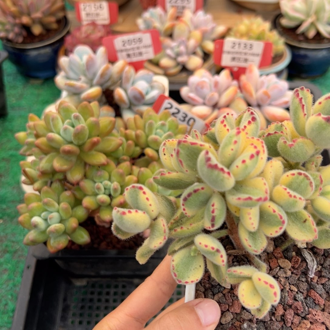 表妹精品多肉2294.