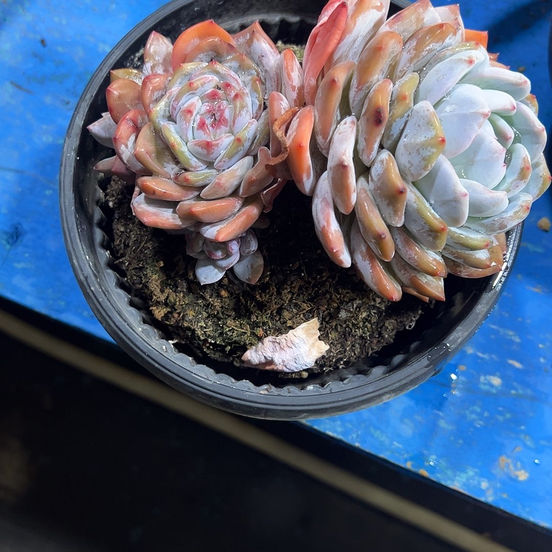 记***记星影群生多肉植物