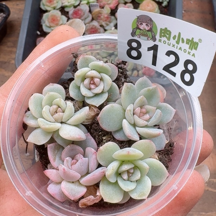 多肉植物多肉植物