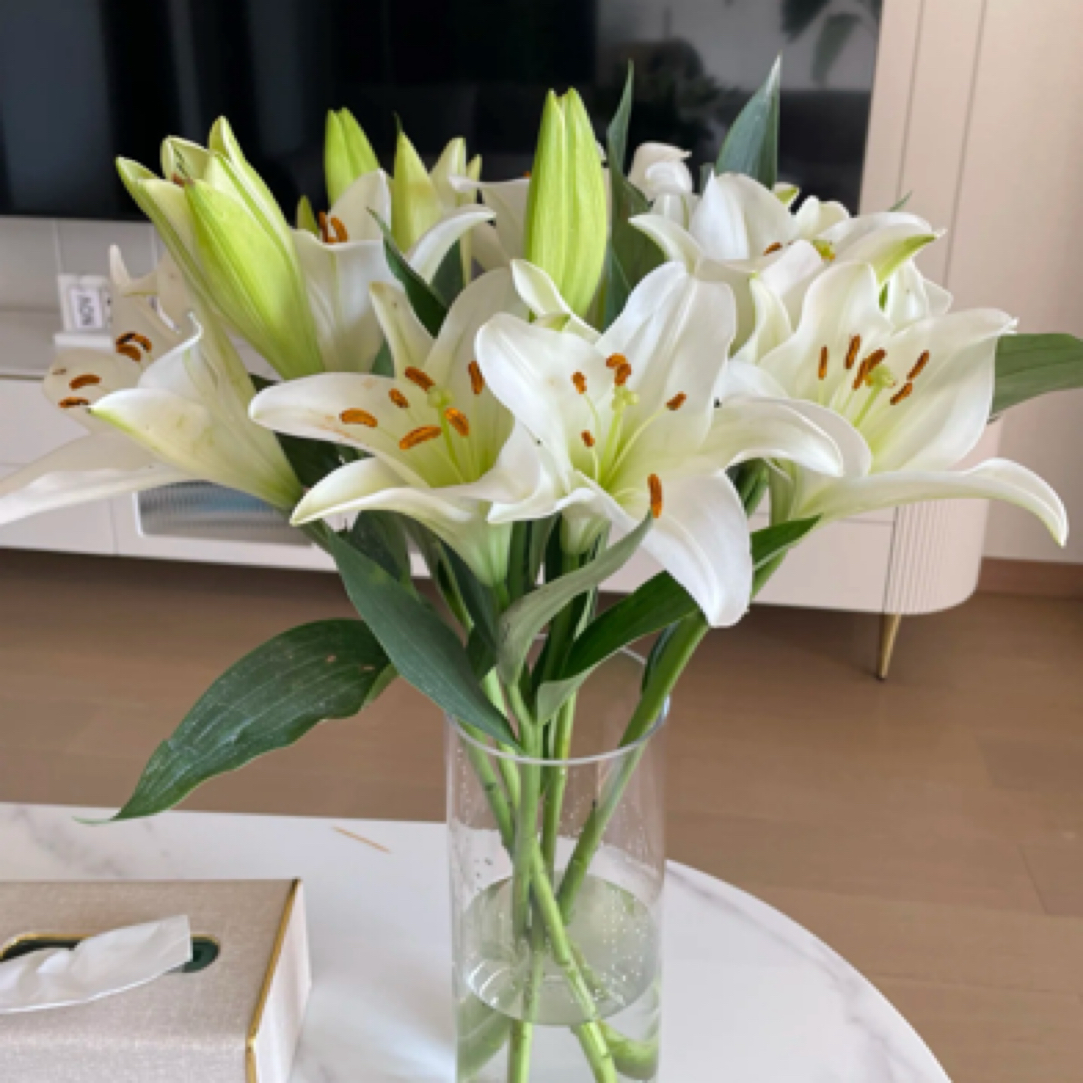 【新人福利白百合3枝8-9个花苞】昆明鲜花批发次日达