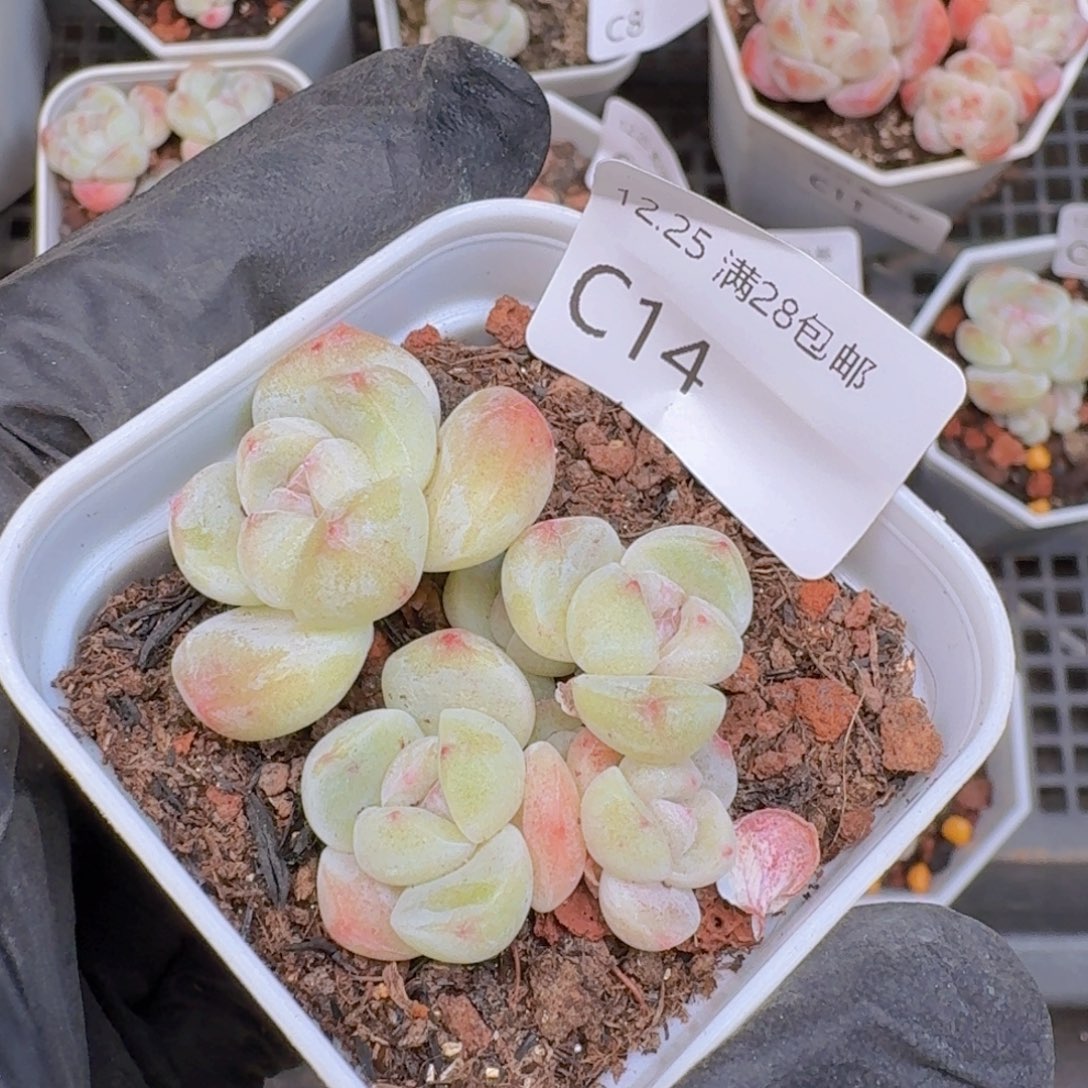 6头树桩冰玉一颗带着盆