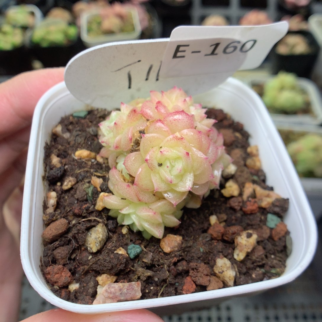 E160y y y y y y y y