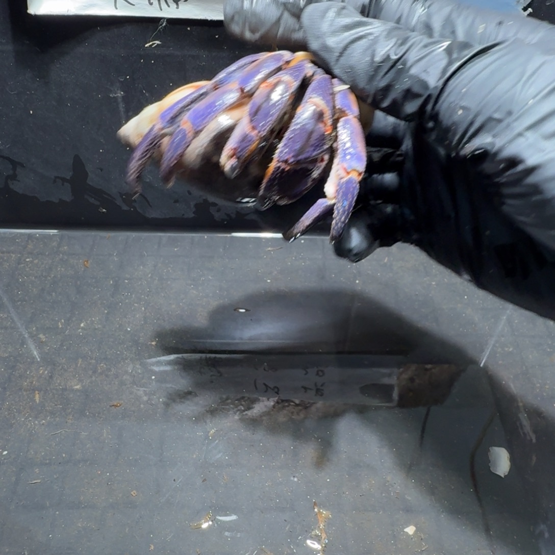 哇***栽直播间挑选哇呜紫陆