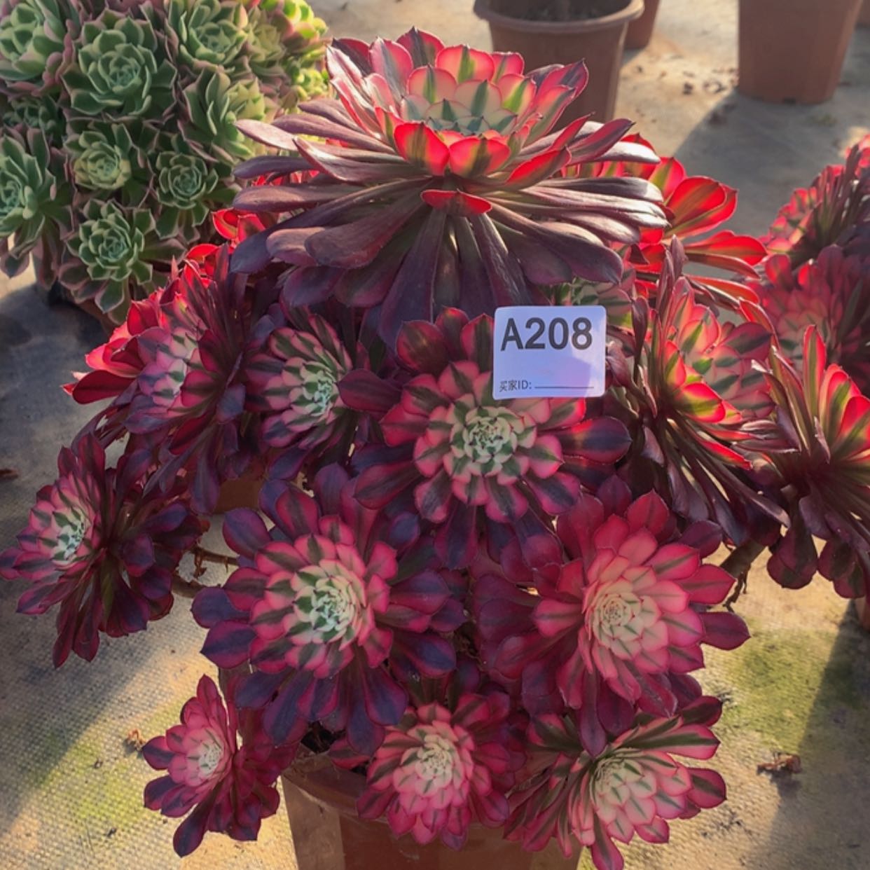 【闪购商品】208红铜白