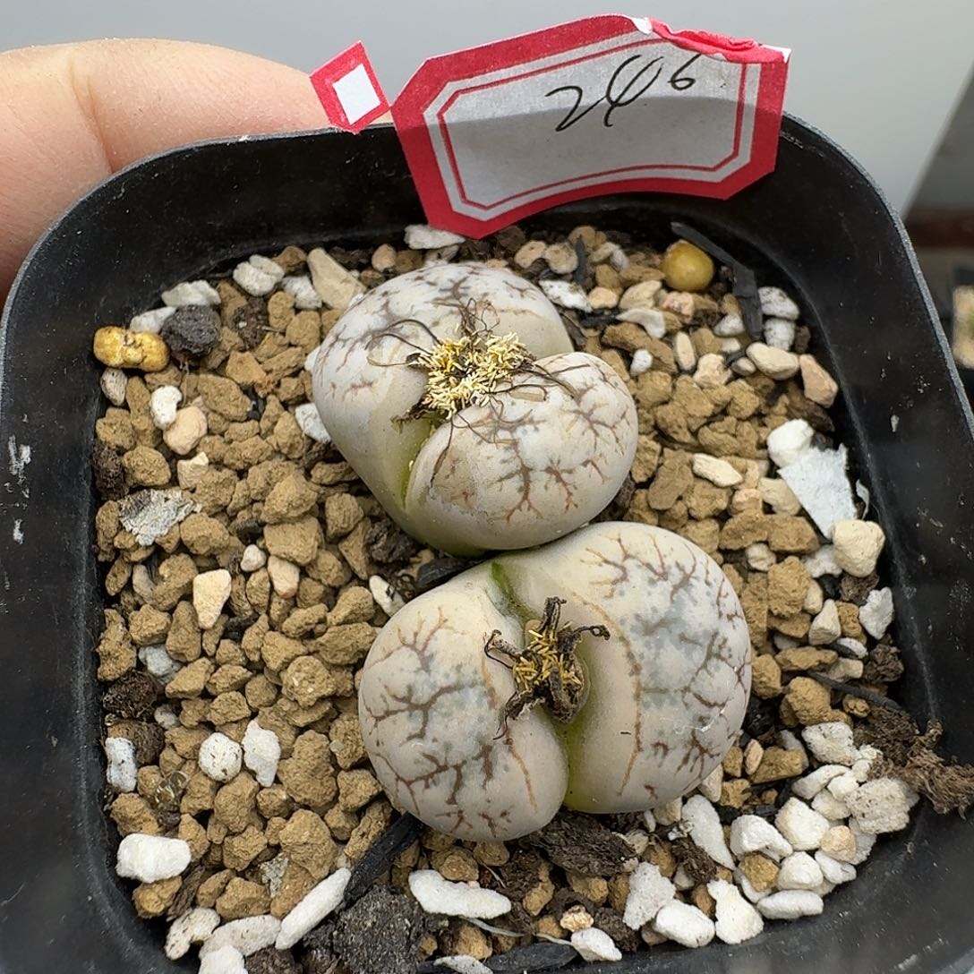 246多肉哈哈哈哈哈哈哈