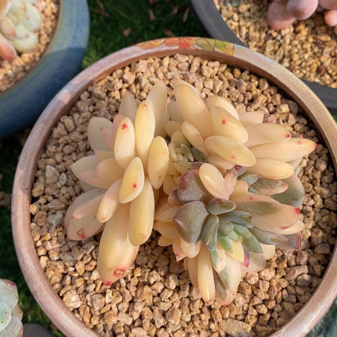 橙梦露锦群生一物一拍