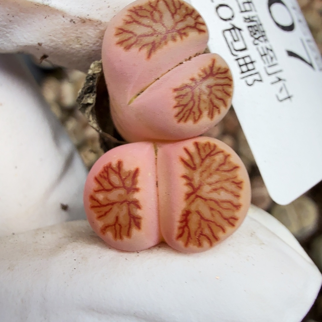 是一个不想被爱包围507这个