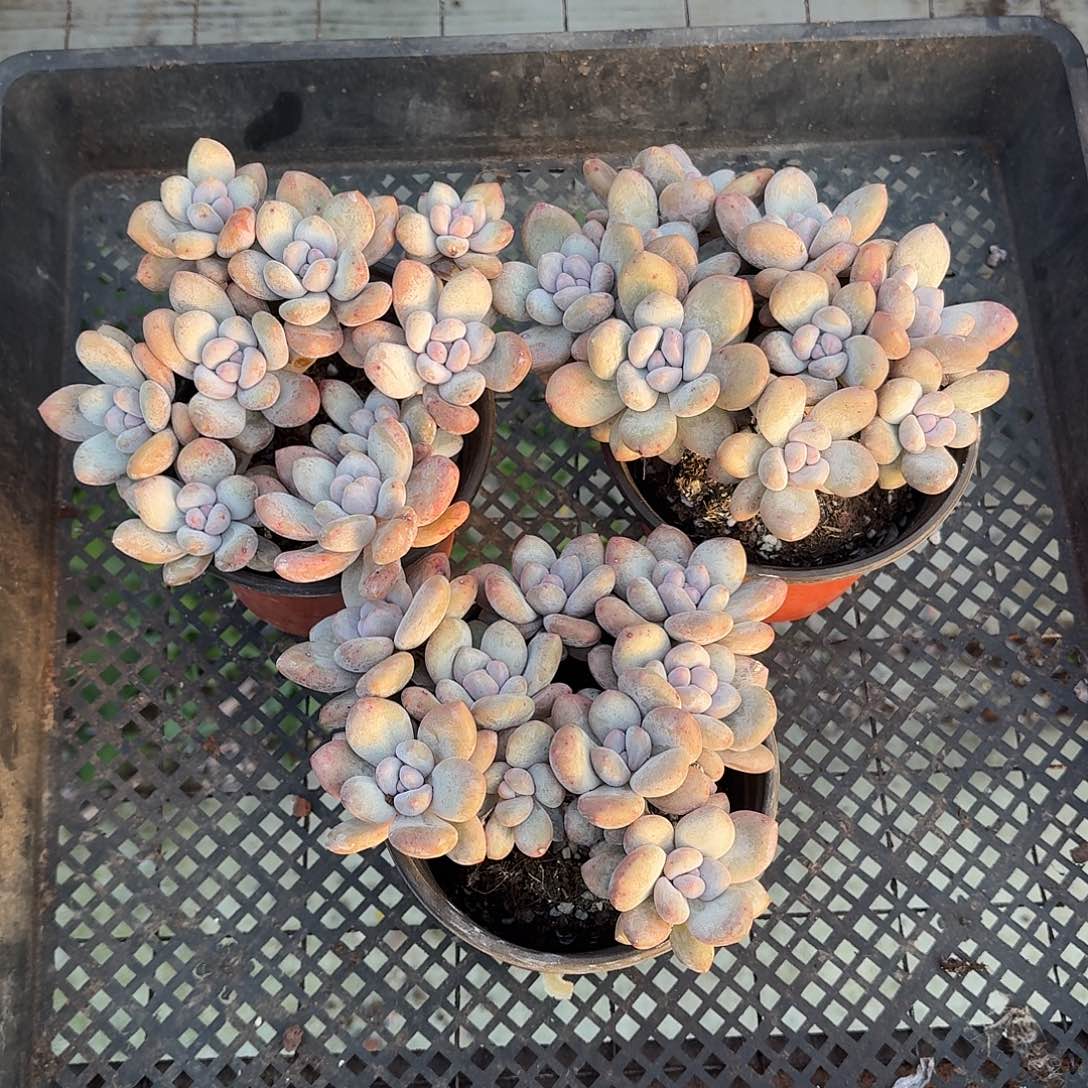 香水三颗 脱土发货
