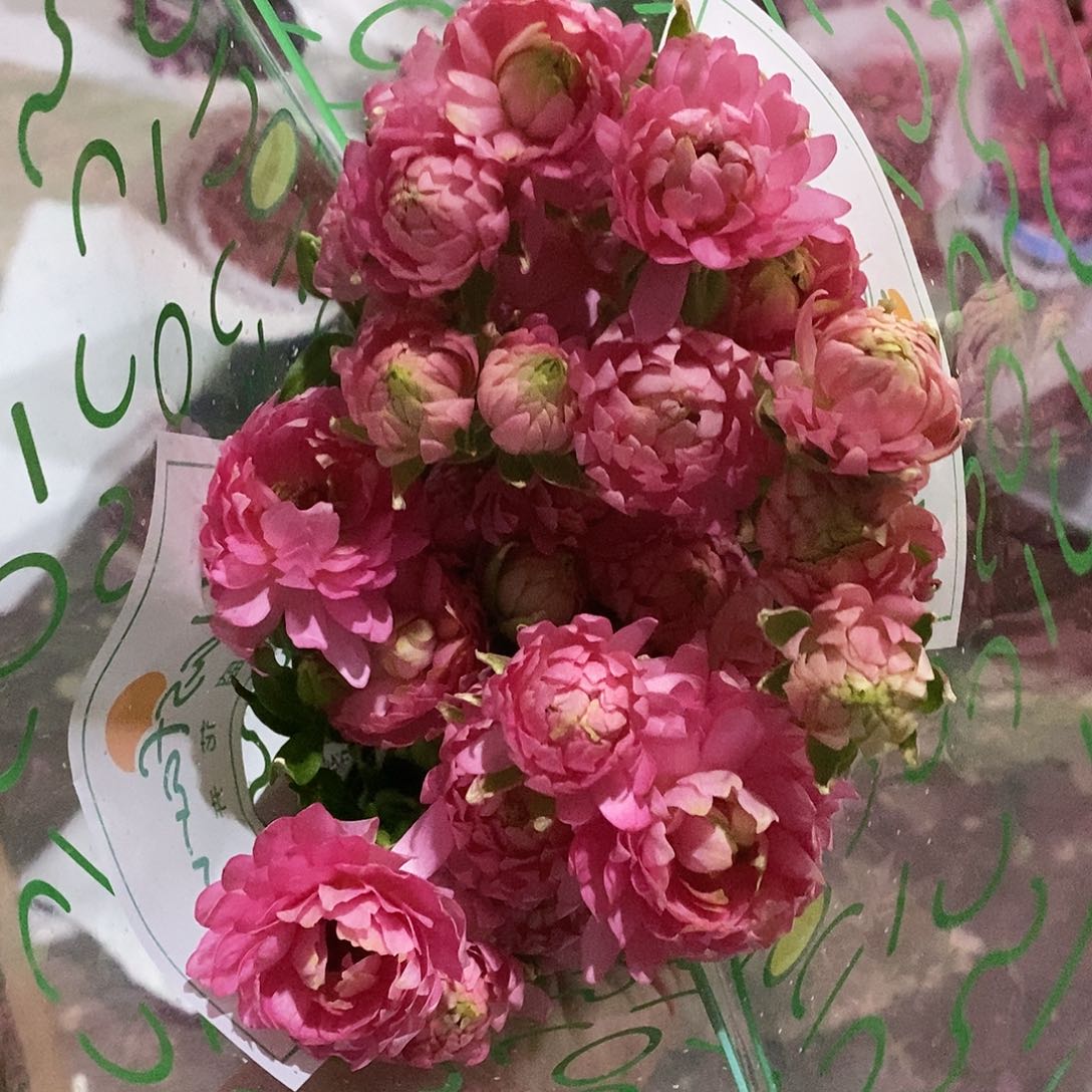 旷野金星5支 B级蝴蝶洋牡丹